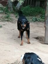 PORTHOS, Hund, Mischlingshund in Bulgarien - Bild 3