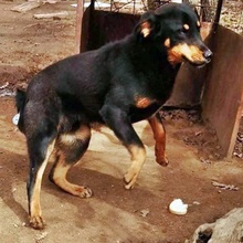 PORTHOS, Hund, Mischlingshund in Bulgarien - Bild 4