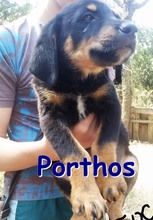 PORTHOS, Hund, Mischlingshund in Bulgarien - Bild 5