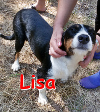 LISA, Hund, Mischlingshund in Bulgarien - Bild 1