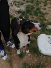LISA, Hund, Mischlingshund in Bulgarien - Bild 2