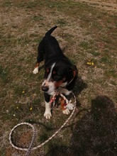 LISA, Hund, Mischlingshund in Bulgarien - Bild 3