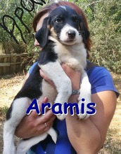 ARAMIS, Hund, Mischlingshund in Bulgarien - Bild 1