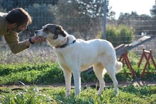 MYRTO, Hund, Herdenschutzhund in Griechenland - Bild 4