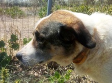 MYRTO, Hund, Herdenschutzhund in Griechenland - Bild 7