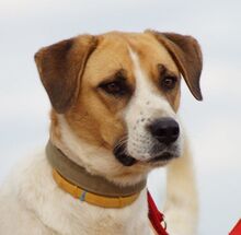 OTTOGEORG, Hund, Mischlingshund in Griechenland - Bild 1