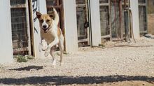 OTTOGEORG, Hund, Mischlingshund in Griechenland - Bild 10