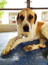 OTTOGEORG, Hund, Mischlingshund in Griechenland - Bild 15
