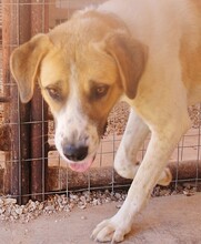 OTTOGEORG, Hund, Mischlingshund in Griechenland - Bild 2