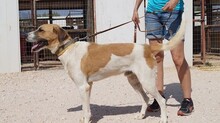 OTTOGEORG, Hund, Mischlingshund in Griechenland - Bild 3