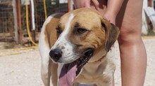 OTTOGEORG, Hund, Mischlingshund in Griechenland - Bild 4
