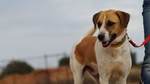 OTTOGEORG, Hund, Mischlingshund in Griechenland - Bild 5