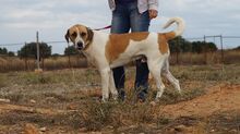 OTTOGEORG, Hund, Mischlingshund in Griechenland - Bild 6