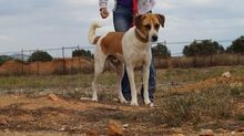 OTTOGEORG, Hund, Mischlingshund in Griechenland - Bild 7