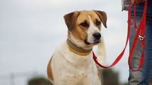 OTTOGEORG, Hund, Mischlingshund in Griechenland - Bild 8