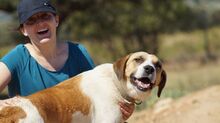OTTOGEORG, Hund, Mischlingshund in Griechenland - Bild 9