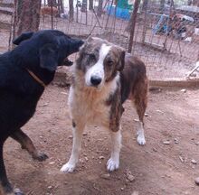 LAMPINI, Hund, Mischlingshund in Griechenland - Bild 3