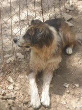 LAMPINI, Hund, Mischlingshund in Griechenland - Bild 6