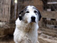 HERCULES, Hund, Herdenschutzhund-Mix in Griechenland - Bild 5