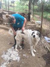 HERCULES, Hund, Herdenschutzhund-Mix in Griechenland - Bild 7