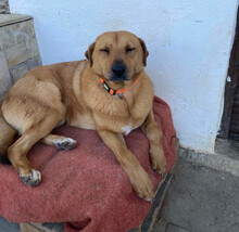 ZEUS, Hund, Mischlingshund in Griechenland - Bild 1