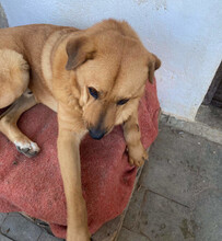 ZEUS, Hund, Mischlingshund in Griechenland - Bild 2