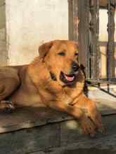 ZEUS, Hund, Mischlingshund in Griechenland - Bild 3