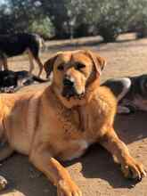 ZEUS, Hund, Mischlingshund in Griechenland - Bild 4