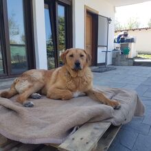 ZEUS, Hund, Mischlingshund in Griechenland - Bild 5