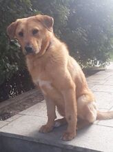 ZEUS, Hund, Mischlingshund in Griechenland - Bild 8