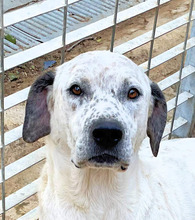 BALTO, Hund, Mischlingshund in Italien - Bild 4