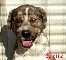 SPRITZ, Hund, Mischlingshund in Italien - Bild 1