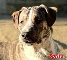 SPRITZ, Hund, Mischlingshund in Italien - Bild 10