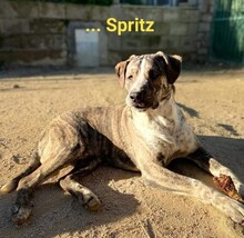 SPRITZ, Hund, Mischlingshund in Italien - Bild 12
