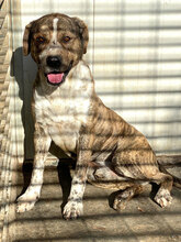 SPRITZ, Hund, Mischlingshund in Italien - Bild 2