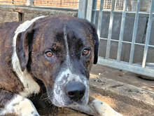 TYSON, Hund, Mischlingshund in Italien - Bild 2