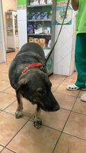MARJA, Hund, Mischlingshund in Bad Homburg - Bild 6