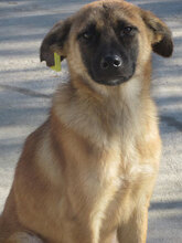 NALA, Hund, Mischlingshund in Bulgarien - Bild 1