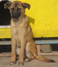 NALA, Hund, Mischlingshund in Bulgarien - Bild 2