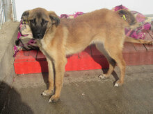 NALA, Hund, Mischlingshund in Bulgarien - Bild 3