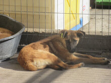 NALA, Hund, Mischlingshund in Bulgarien - Bild 4
