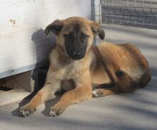 NALA, Hund, Mischlingshund in Bulgarien - Bild 5