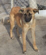 NALA, Hund, Mischlingshund in Bulgarien - Bild 6