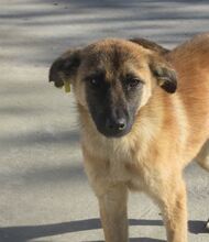NALA, Hund, Mischlingshund in Bulgarien - Bild 7
