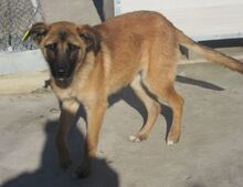 NALA, Hund, Mischlingshund in Bulgarien - Bild 8
