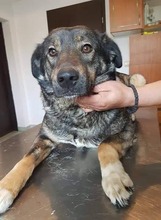 SORAJA, Hund, Herdenschutzhund-Mix in Rumänien - Bild 1