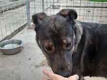 SORAJA, Hund, Herdenschutzhund-Mix in Rumänien - Bild 2