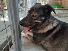 SORAJA, Hund, Herdenschutzhund-Mix in Rumänien - Bild 3