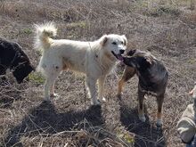 SORAJA, Hund, Herdenschutzhund-Mix in Rumänien - Bild 4