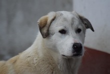 FABRICE, Hund, Mischlingshund in Eldingen - Bild 2